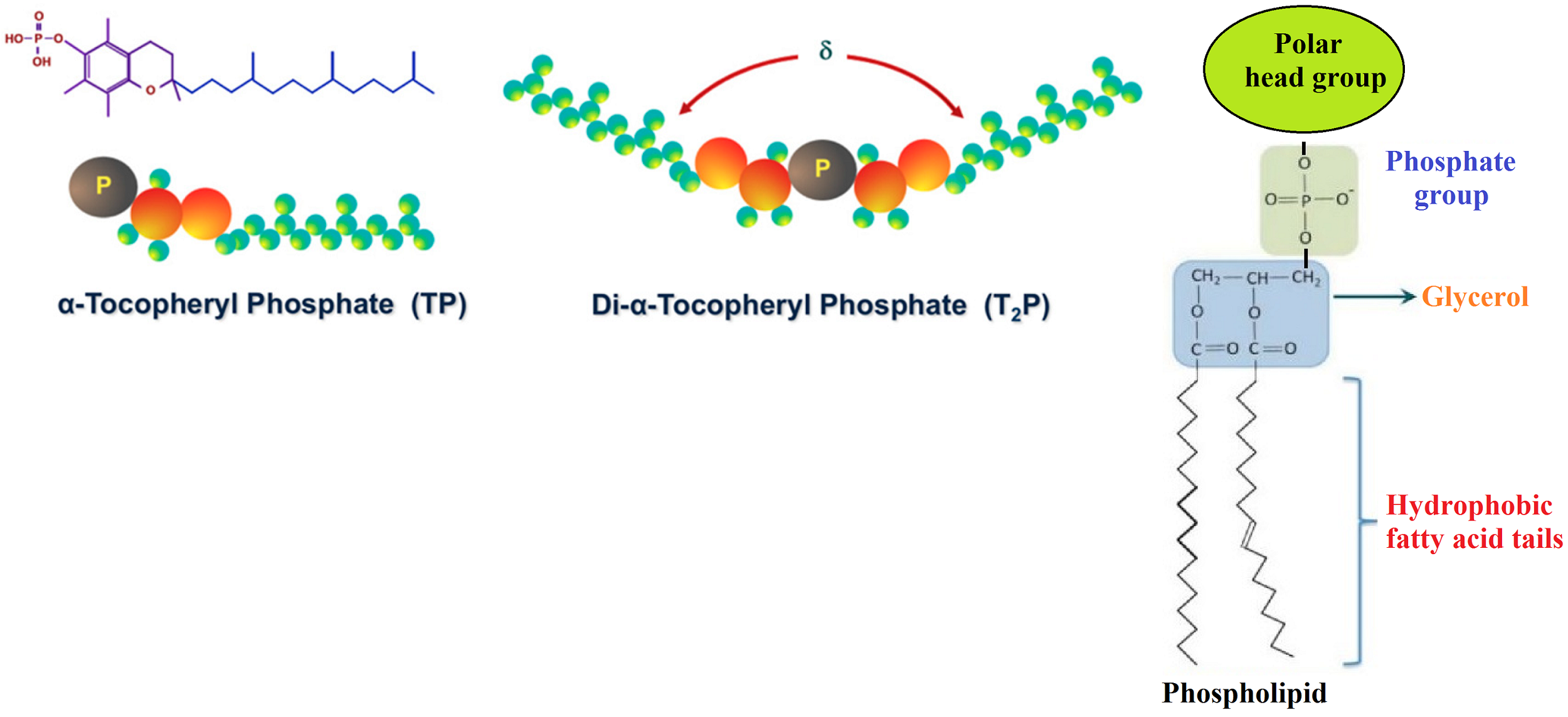 Main distinctions between tocosome and nano-liposome as drug delivery systems: A scientific and technical point of view 