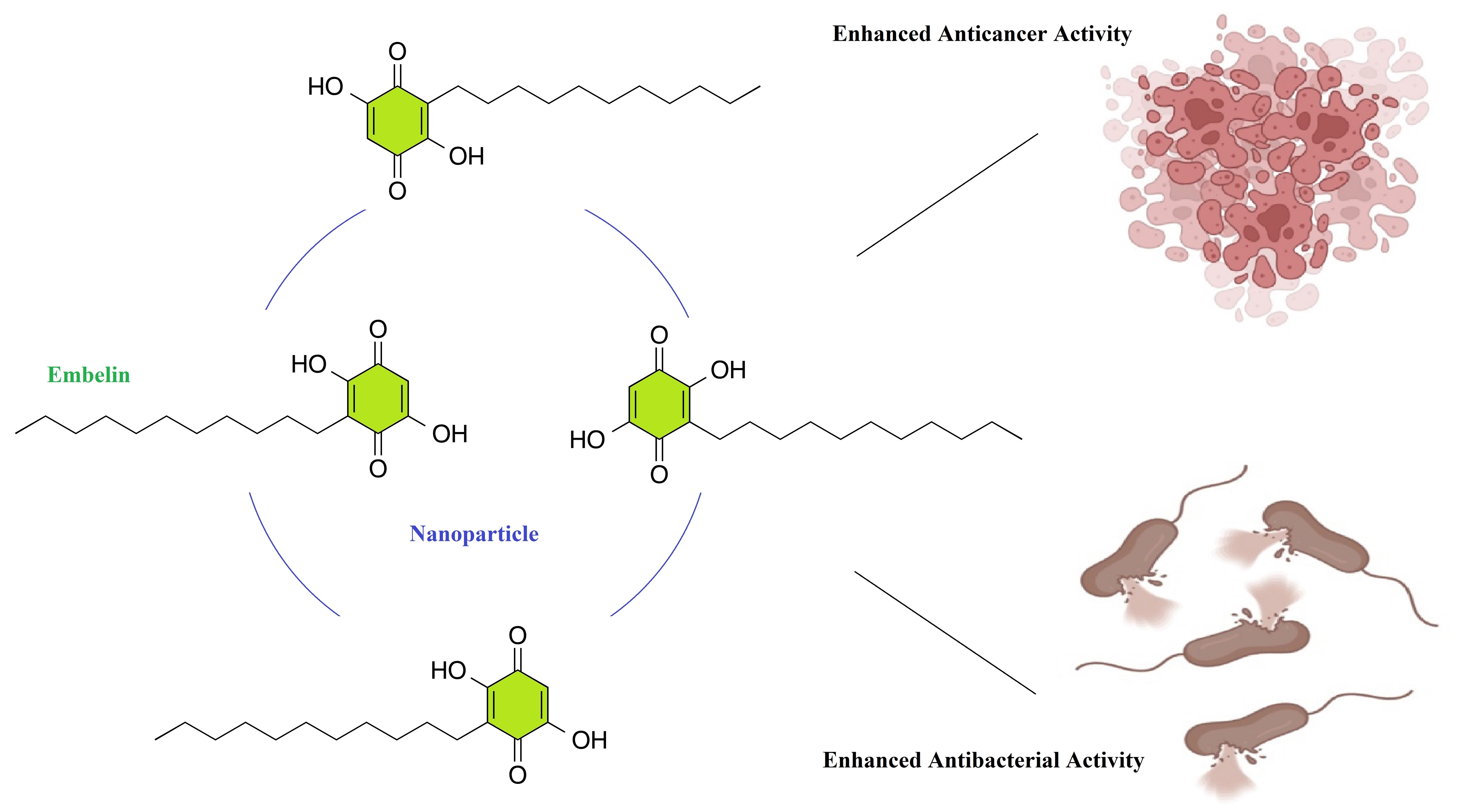 Anticancer and antibacterial activities of embelin: Micro and nano aspects 