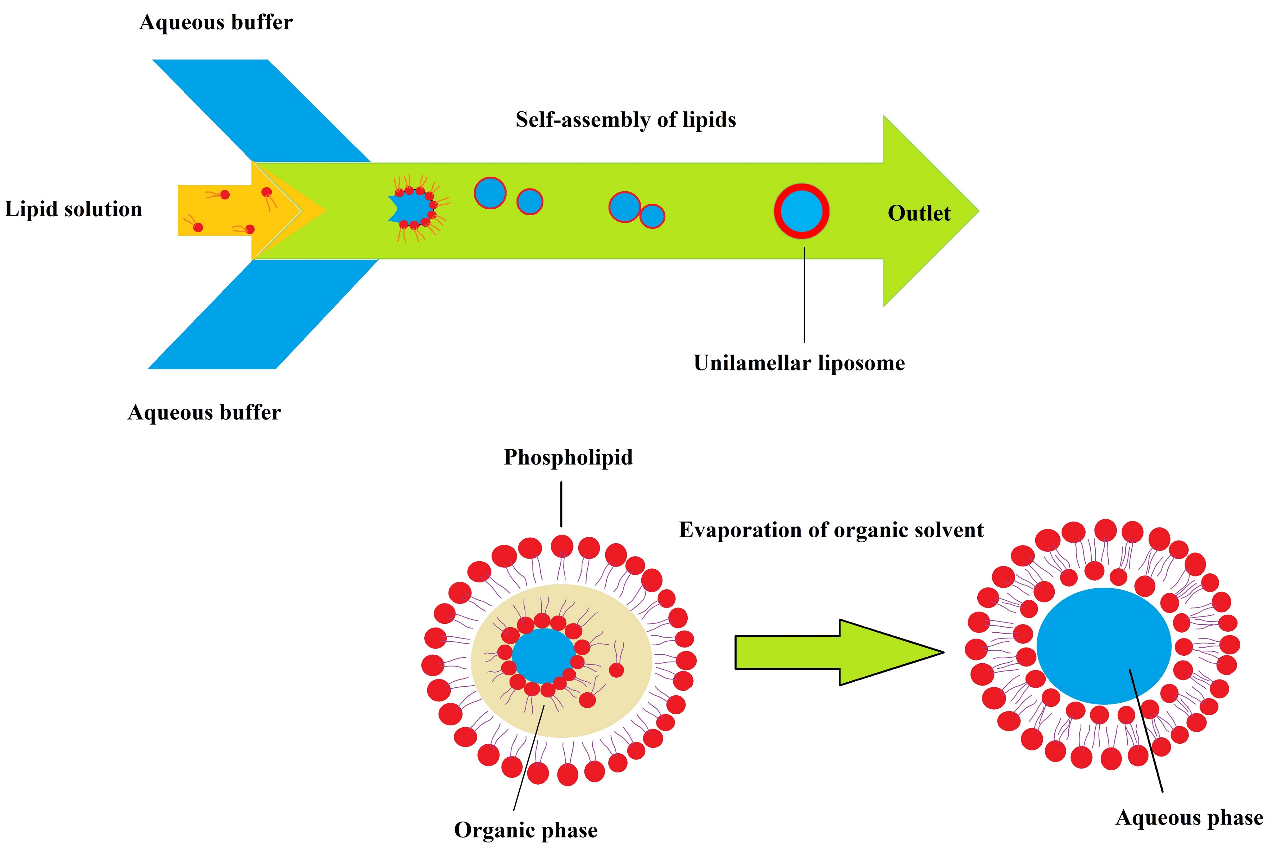 Conventional and novel methods for the preparation of micro and nanoliposomes 